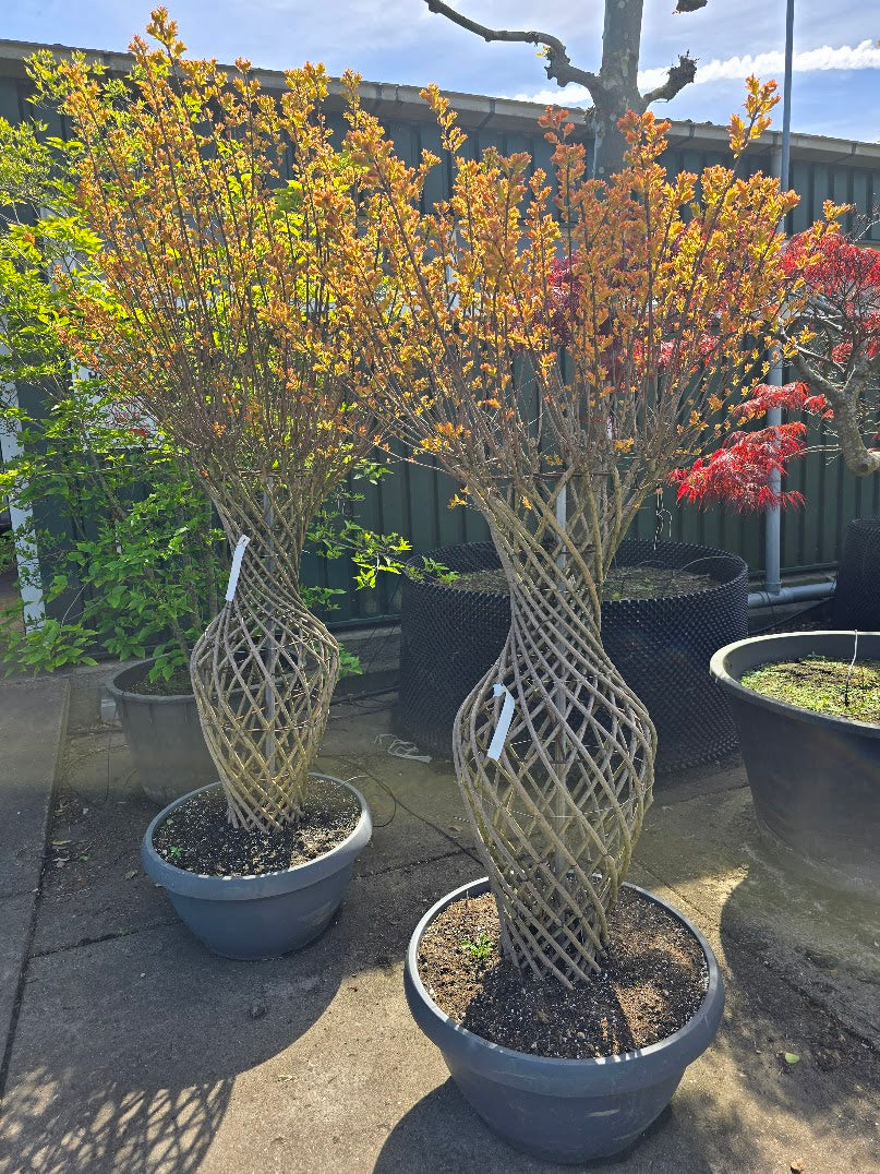 Lagerstroemia Gevlochten Vaasvorm