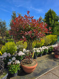 Photinia Vormboom (Glansmispel)