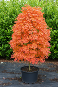 Acer freemanii Autumn Blaze