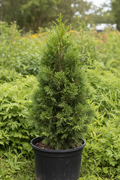 Calocedrus Kwekerij