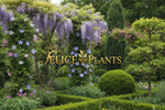 feliceplants – Home