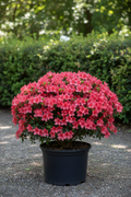 Azalea heester in volle bloei met roze-rode bloemen in zwarte pot
