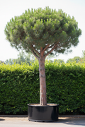 Pinus Den conifeer