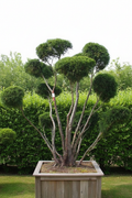 Taxus venijnboom bonsai grote multi-stam wolkvorm in houten bak