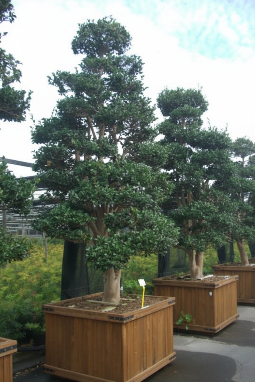 Camellia bonsai in houten bak