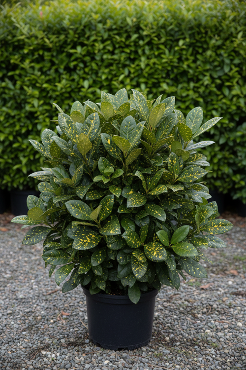 Aucuba japonica Japanse laurier met gevlekt blad in zwarte pot
