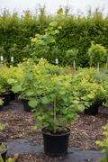 Corylus avellana Hazelaar meerstammig in zwarte pot