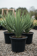 Yucca in zwarte kwekerspot op grintondergrond