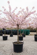 Prunus sierkers met roze bloesem in kwekerspot