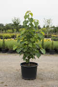 Catalpa trompetboom met grote bladeren in kwekerspot