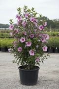 Hibiscus syriacus tuinhibiscus met roze bloemen in kwekerspot