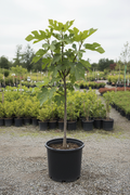 Ficus vijgenboom met gelobd groen blad in kwekerspot