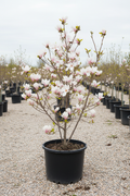 Magnolia met grote witte en roze bloemen in kwekerspot