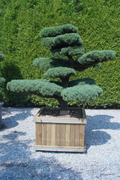 Ilex hulst bonsai brede wolk-snoei in houten bak