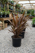 Phormium in zwarte kwekerspot op grintondergrond