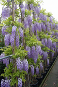 Wisteria blauweregen in volle bloei met hangende paarse bloementrossen