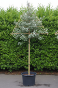 Elaeagnus als dak- en leivorm op bamboeframe