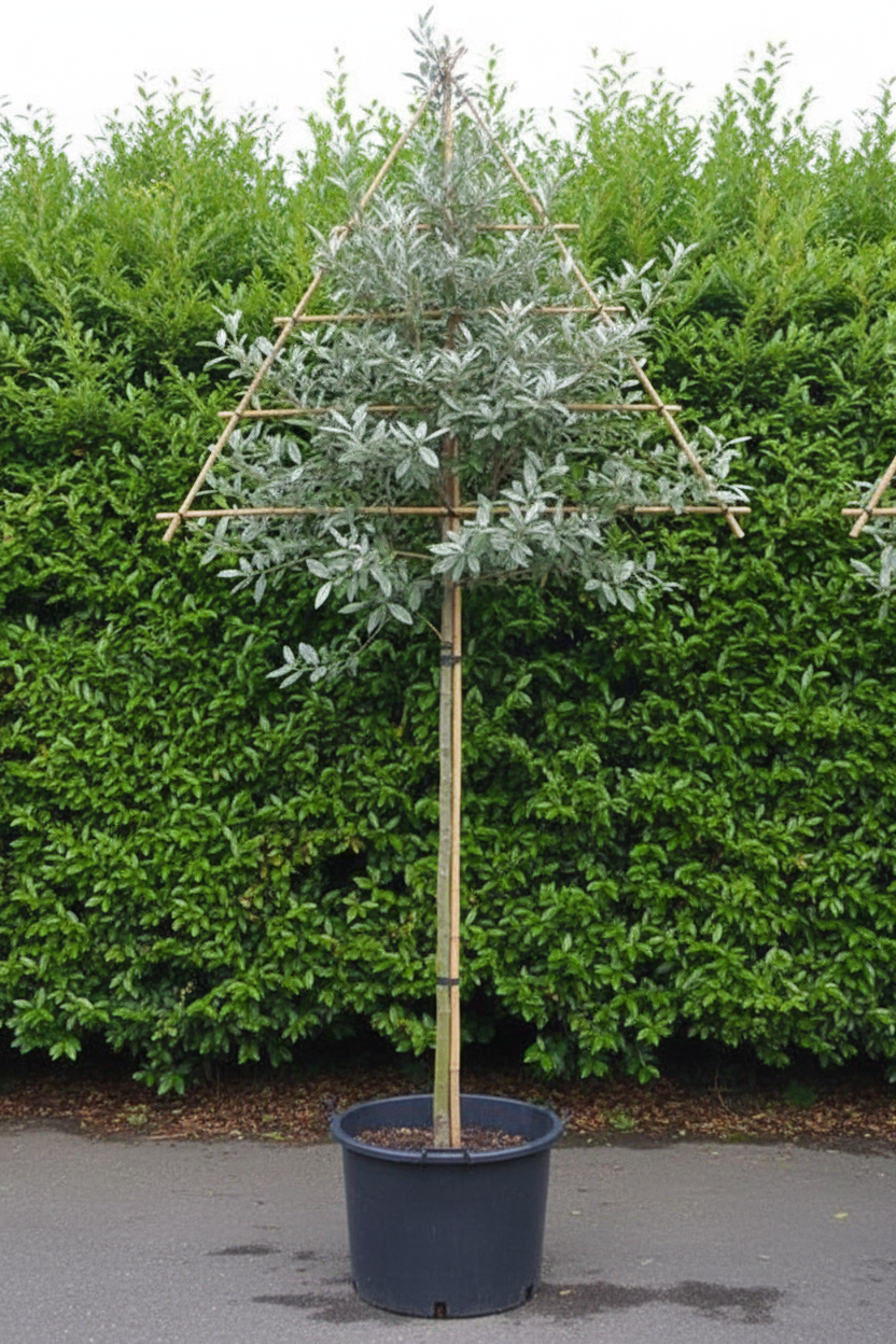 Elaeagnus als dak- en leivorm op bamboeframe