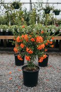 Punica granaatappelboom in zwarte kwekerspot op grintondergrond