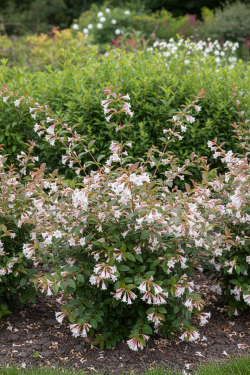 Abelia heester in zwarte pot met groene haagachtergrond