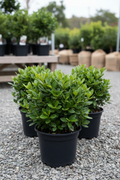 Pittosporum in zwarte kwekerspot op grintondergrond