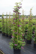 Akebia klimplant in volle bloei op bamboeframe