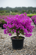 Bougainvillea in zwarte kwekerspot op grintondergrond
