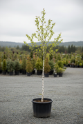 Betula berk met witte bast in kwekerspot