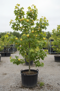 Liriodendron tulpenboom met zadelvormige bladeren in kwekerspot