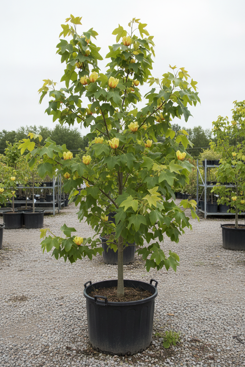 Liriodendron tulpenboom met zadelvormige bladeren in kwekerspot