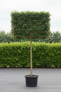 Ligustrum liguster als dak- en leivorm op bamboeframe