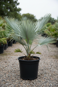 Brahea palm in zwarte kwekerspot op grintondergrond