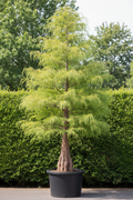 Taxodium Moerascipres conifeer