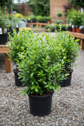 Ligustrum liguster in zwarte kwekerspot op grintondergrond