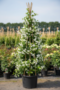 Jasminum jasmijn klimplant in volle bloei met witte bloemen