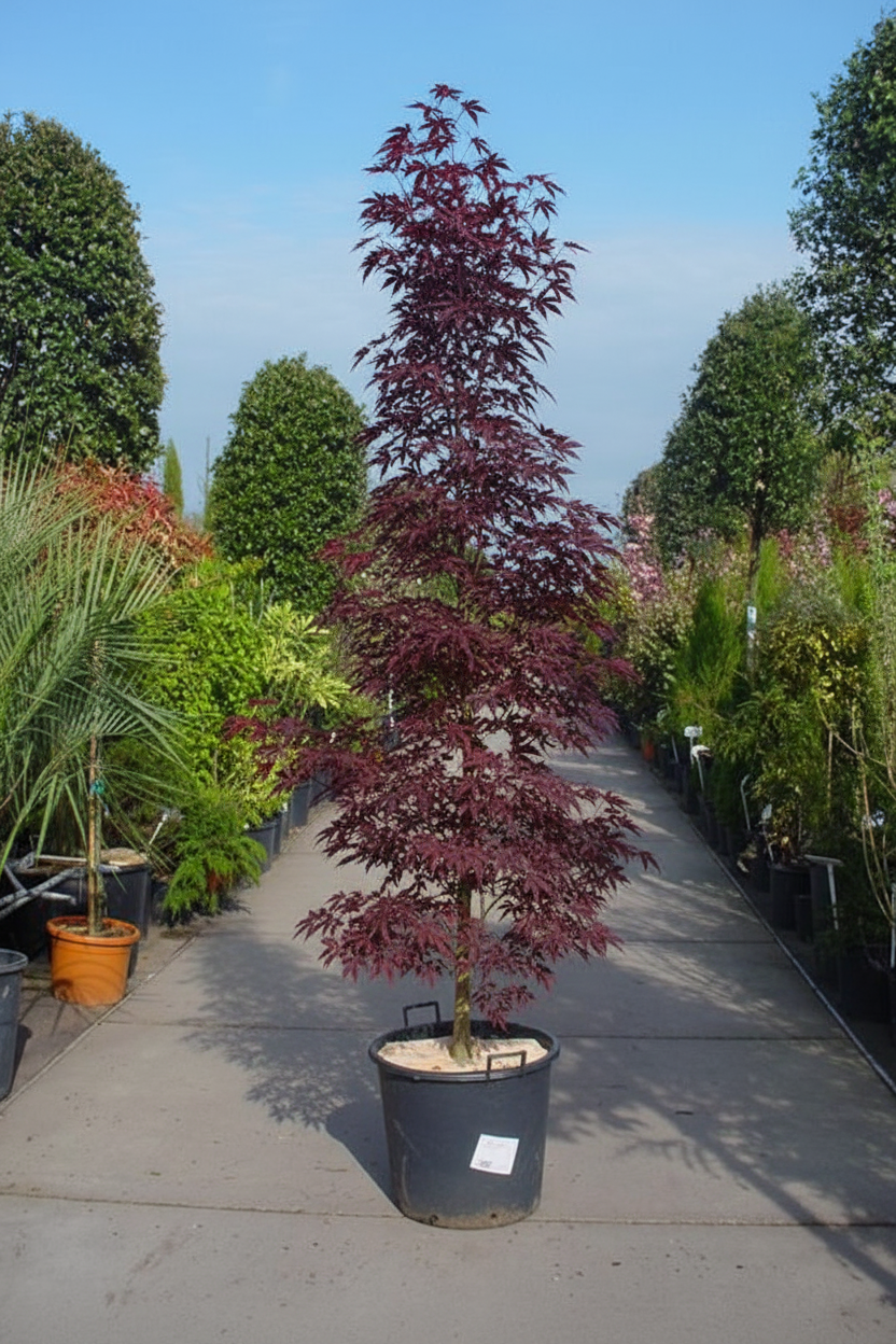 Acer palmatum slanke opstaande vorm in zwarte pot