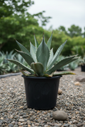 Agave in zwarte kwekerspot op grintondergrond