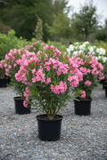 Nerium oleander in zwarte kwekerspot op grintondergrond