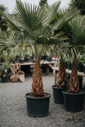 Trachycarpus henneppalm in zwarte kwekerspot op grintondergrond