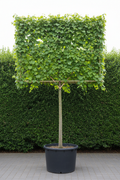 Tilia linde als dakvorm met bamboeframe