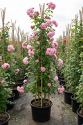 Klimroos in volle bloei met roze rozen op bamboeframe