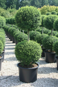 Ligustrum liguster bonsai dubbele pompom in zwarte pot