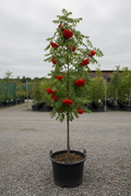 Sorbus lijsterbes met rode bessen in kwekerspot
