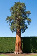 Sequoiadendron Mammoetboom conifeer