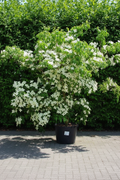 Cornus kousa Kornoelje in volle bloei met witte schutbladeren in zwarte pot