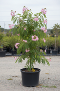 Albizia zijdeboom met roze bloemen in kwekerspot