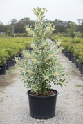 Elaeagnus olijfwilg met zilverachtig groen blad in kwekerspot