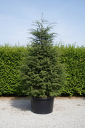 Tsuga Hemelspar conifeer