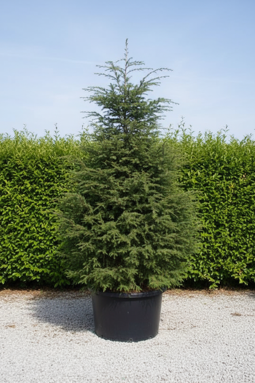 Tsuga Hemelspar conifeer