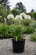 Agapanthus met witte bloemen in zwarte kwekerspot op grintondergrond